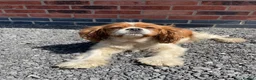Cavalier King Charles Spaniel dogs for sale: beautiful cavalier dog - Advert 4