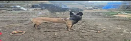 Belgian Shepherd Dog dogs for sale: Nala 1 yr old Mali bitch  in Torrington - Advert 2