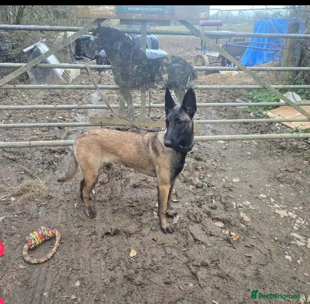 Belgian Shepherd Dog dogs for sale: Nala 1 yr old Mali bitch  in Torrington - Advert 2