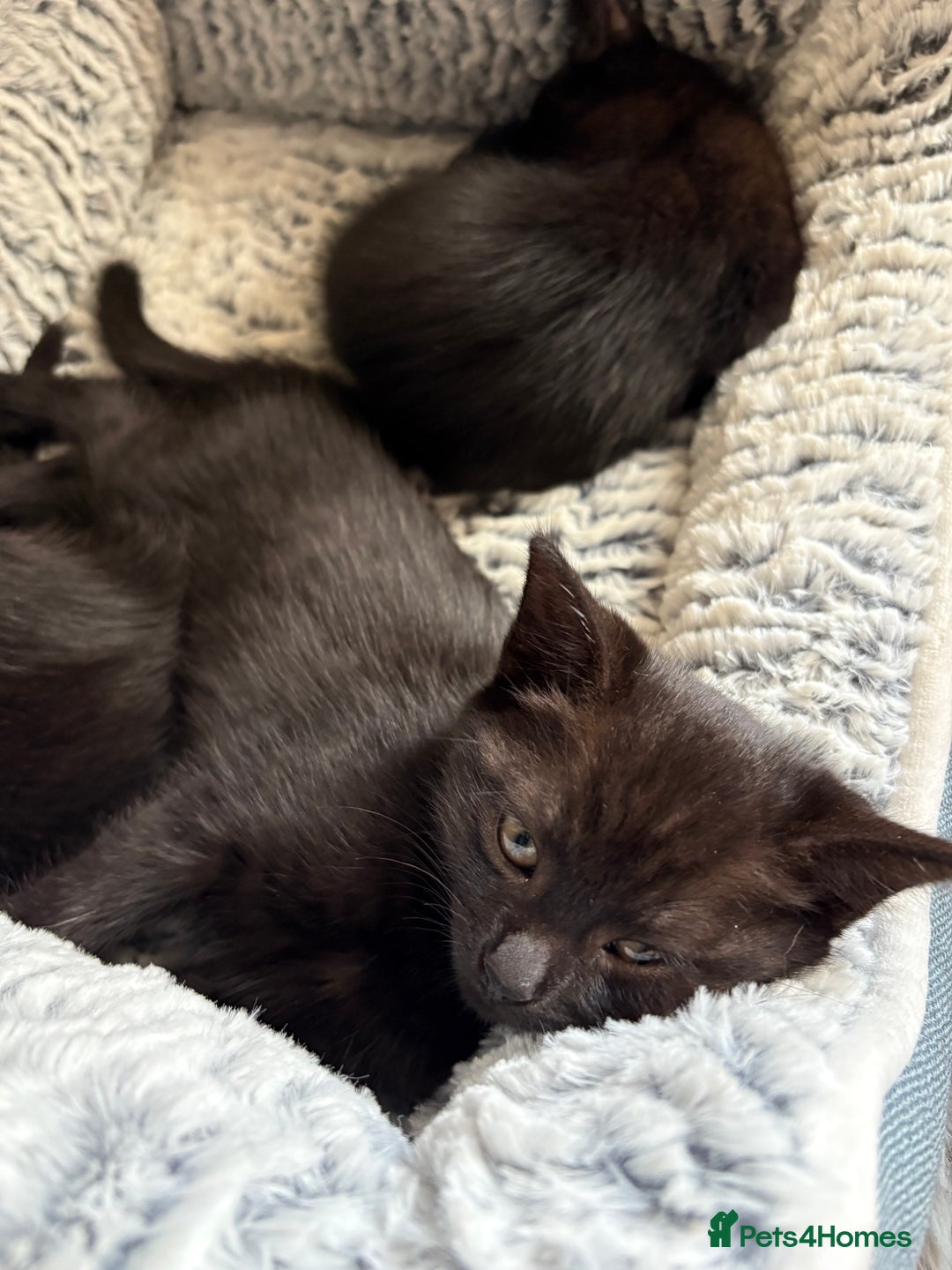 Domestic Shorthair cats for sale: Beautiful black kittens  - Image 2