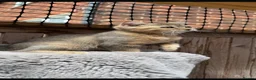 British Shorthair cats for sale: Ready to go!!! - Advert 10