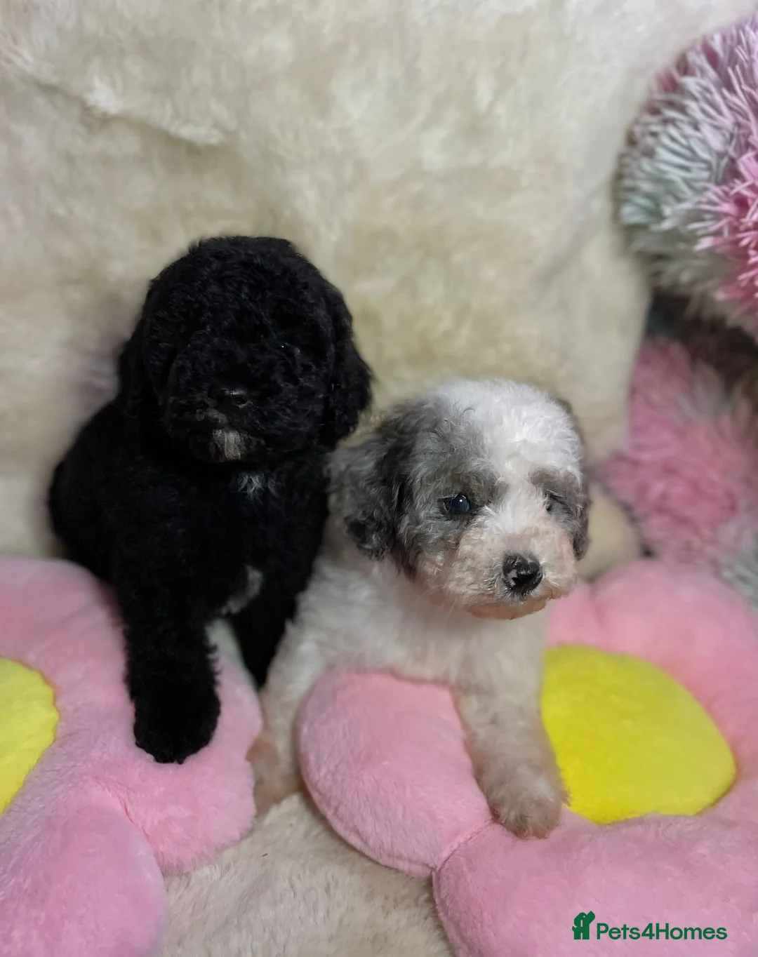 Cavapoo dogs for sale: Beautiful cavapoo puppies ready now - Advert 13
