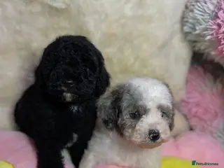 Cavapoo dogs Beautiful cavapoo puppies - Advert 3