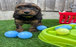 Cockapoo dogs for sale: COCKERPOO’S READY TO LEAVE NOW!  - Image 11