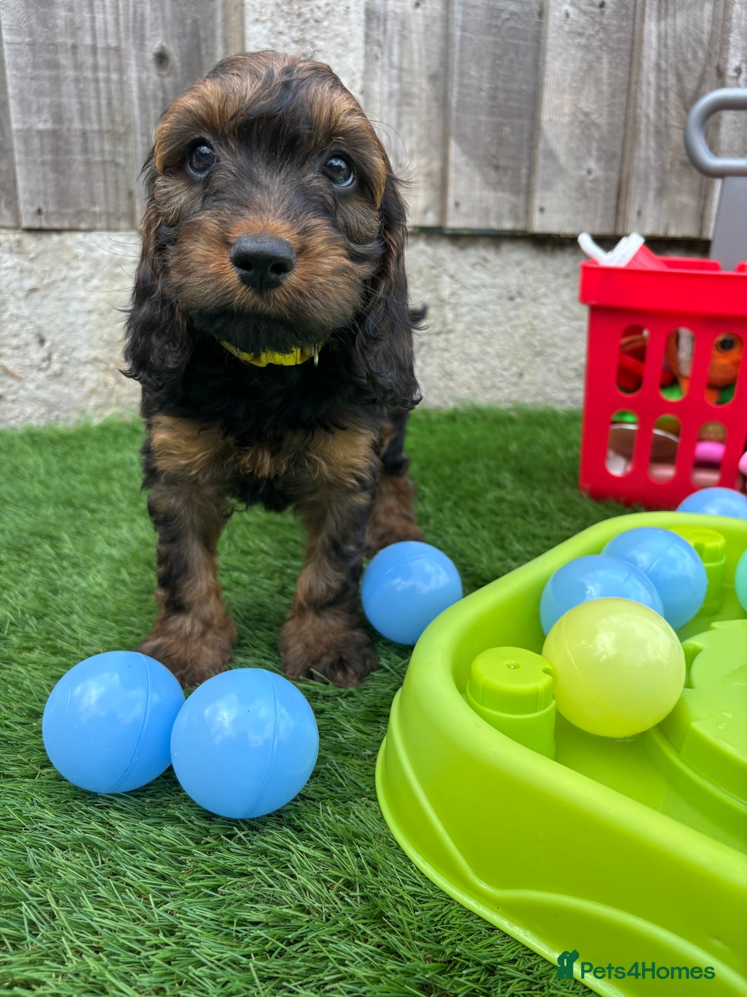 Cockapoo dogs for sale: COCKERPOO’S READY TO LEAVE NOW!  - Image 11