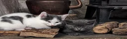 Mixed Breed cats for sale: Beautiful Fluffy kittens. Quarter Ragdoll  - Advert 4
