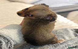 Chihuahua dogs for sale: Gorgeous tiny long coated chihuahua puppies  - Image 9