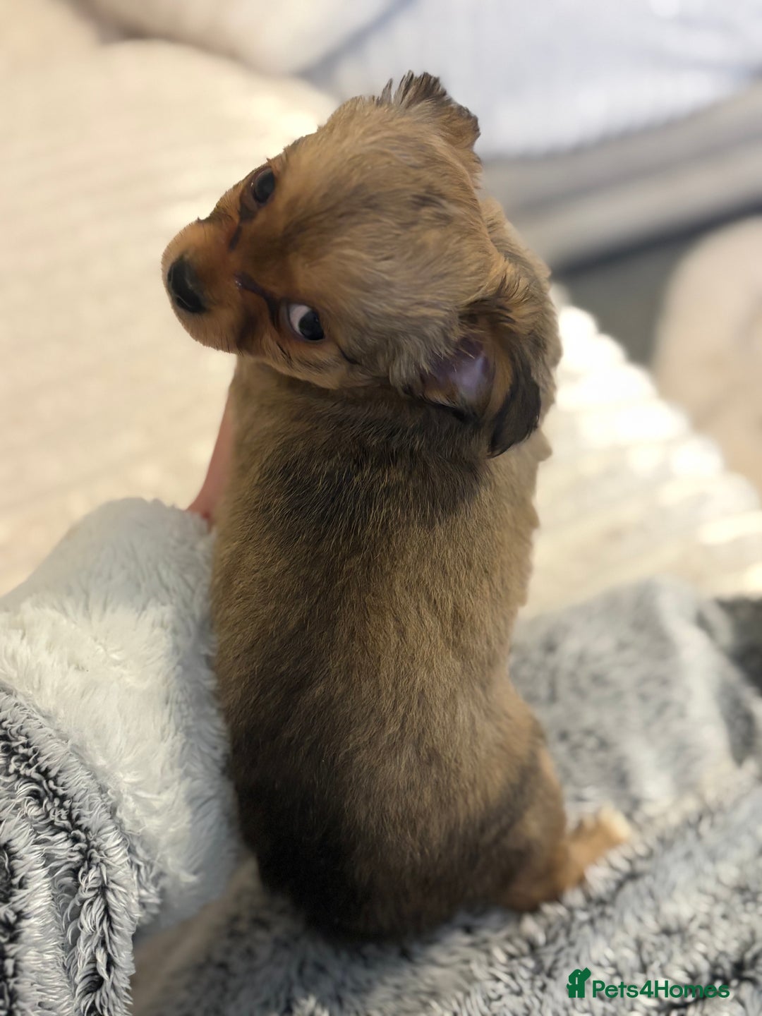 Chihuahua dogs for sale: Gorgeous tiny long coated chihuahua puppies  - Image 9