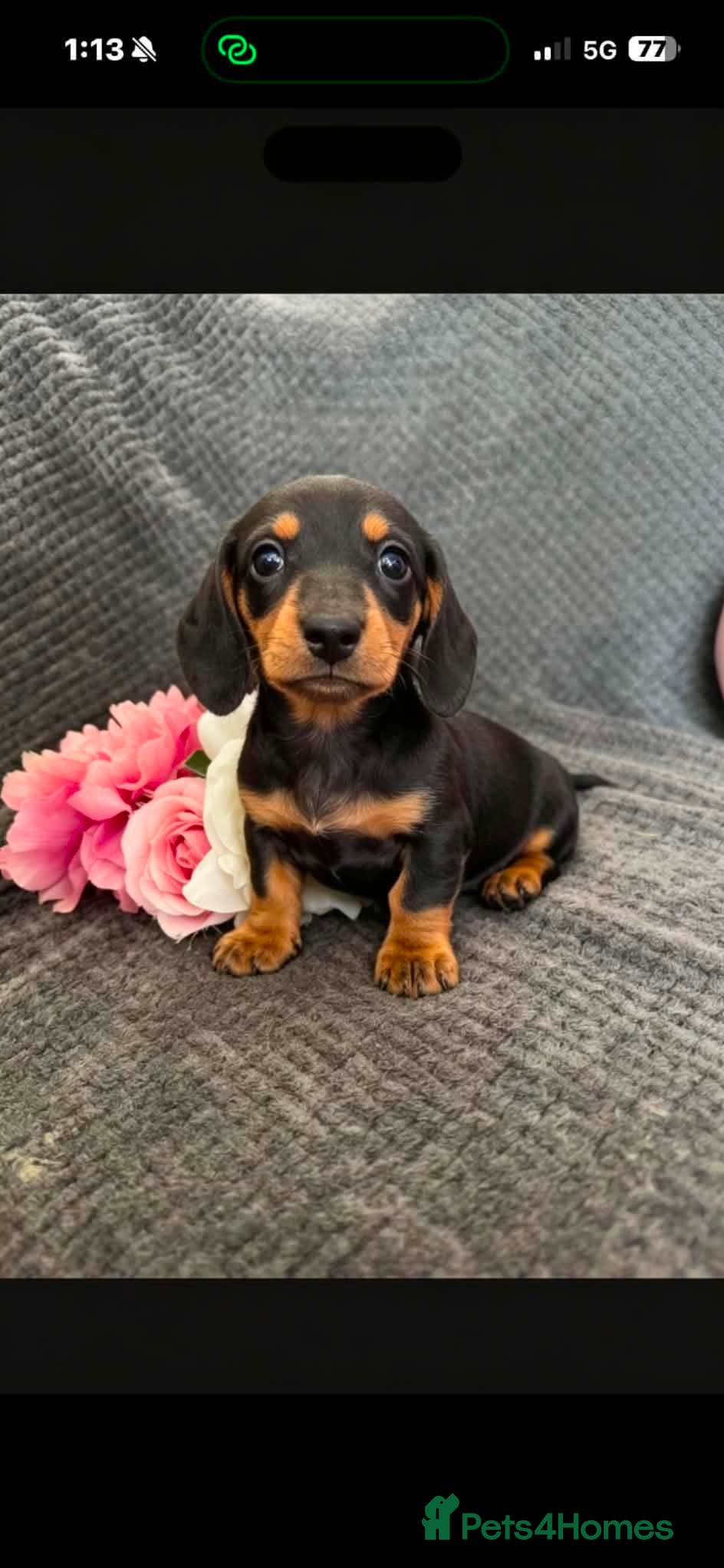 Miniature Dachshund dogs READYNOW Miniature daschund puppies - Advert 2