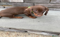 Dachshund dogs for sale: Full bread miniature dachshund  - Image 4