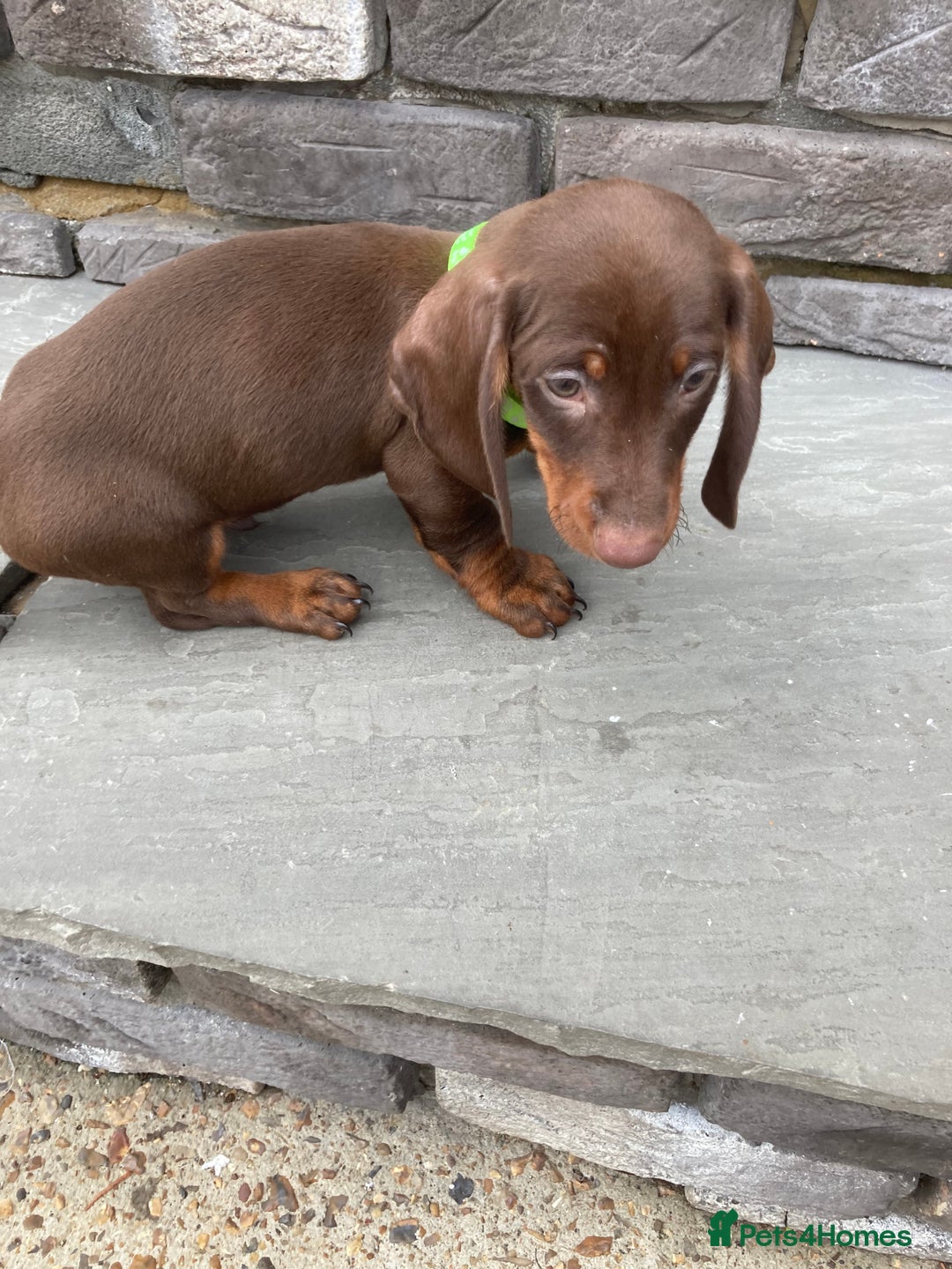 Dachshund dogs for sale: Full bread miniature dachshund  - Image 4