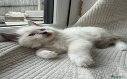 Ragdoll cats for sale: Adorable Pedigree Ragdoll Kittens Available 🐾 - Image 15