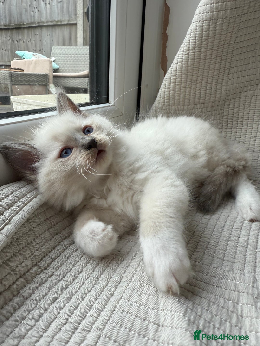 Ragdoll cats for sale: Adorable Pedigree Ragdoll Kittens Available 🐾 - Image 15