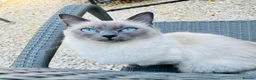 Ragdoll cats for sale: Ragdoll x British long hair - Advert 10