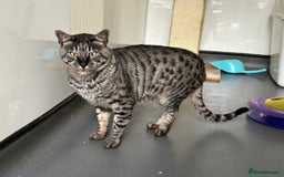 Savannah cats for sale: Retired F5 Silver Savannah boy with black nose - Image 17