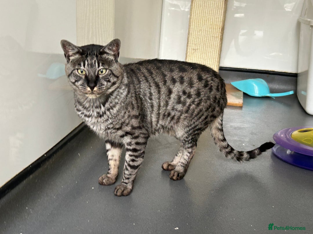 Savannah cats for sale: Retired F5 Silver Savannah boy with black nose - Image 17