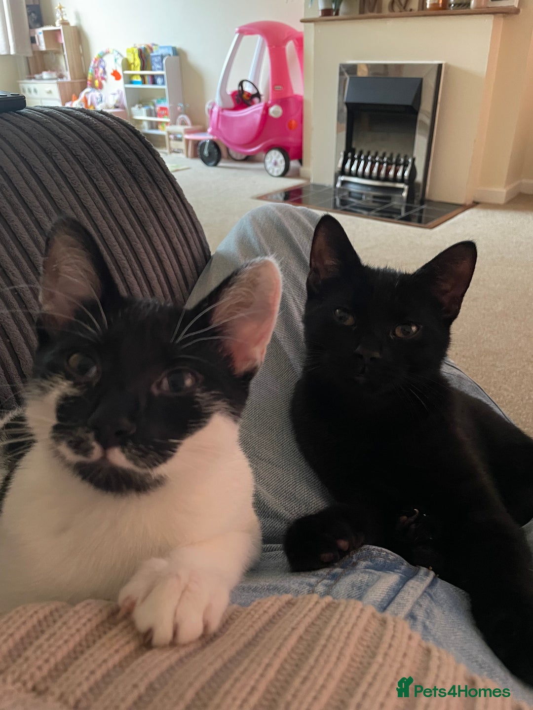 Mixed Breed cats for sale: BROTHER AND SISTER IN NEED OF A NEW HOME  - Advert 4