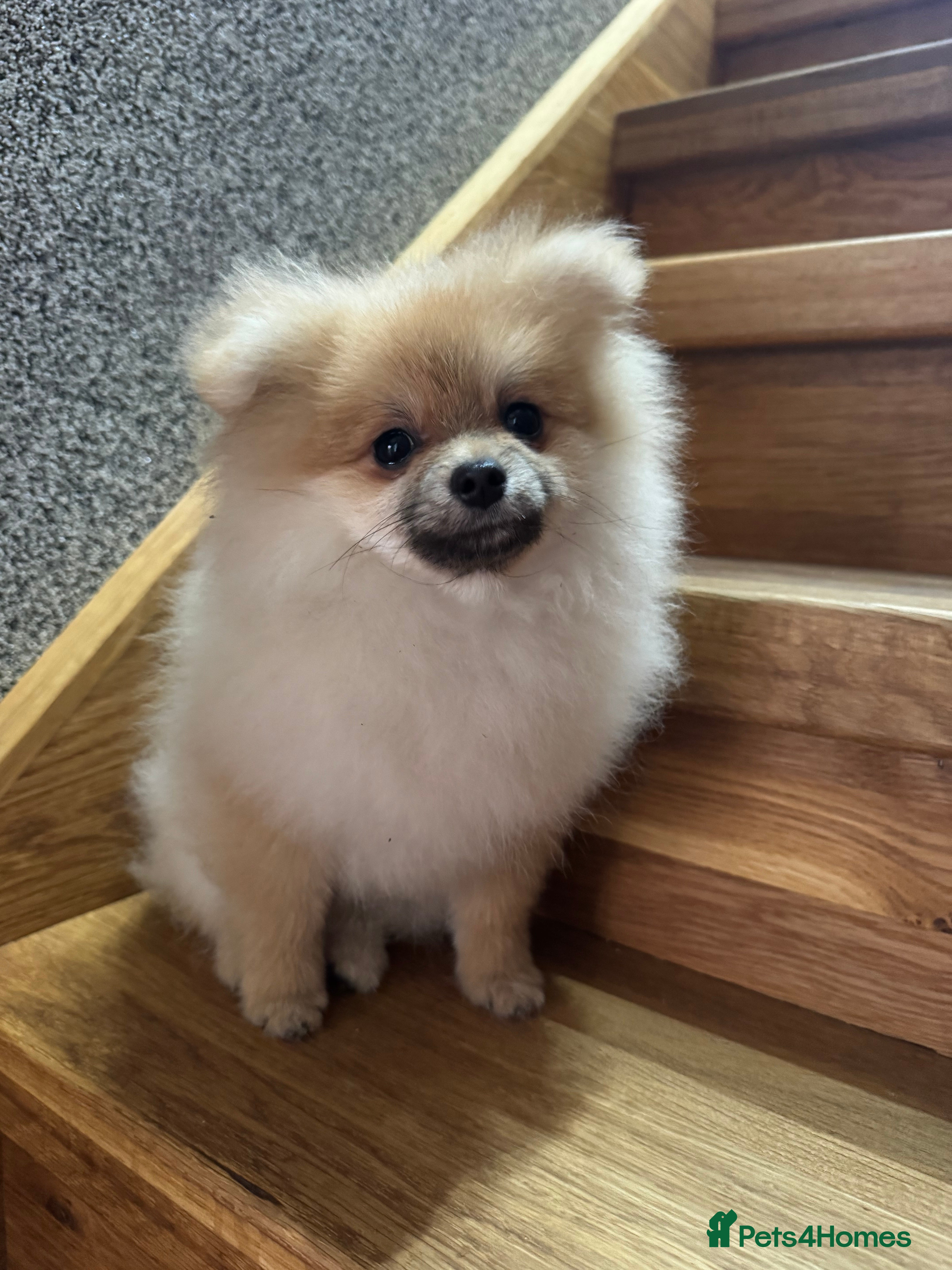 Pomeranian dogs Last reduction for KC registered boy! - Advert 4