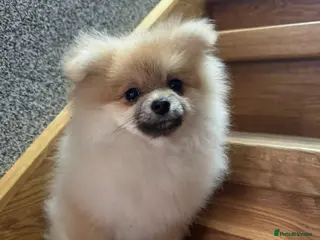 Pomeranian dogs Last reduction for KC registered boy! - Advert 4