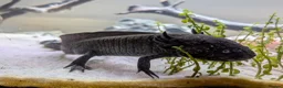 Axolotl reptiles for sale: Two Axolotls for sale - Advert 4