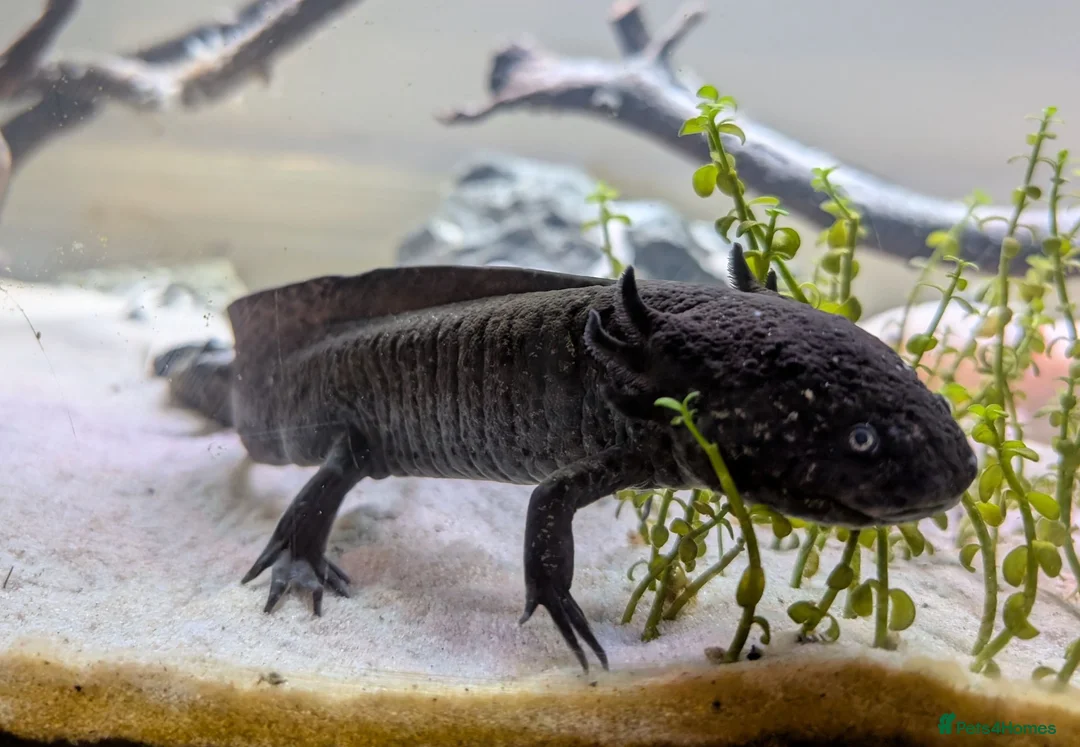 Axolotl reptiles for sale: Two Axolotls for sale - Advert 4