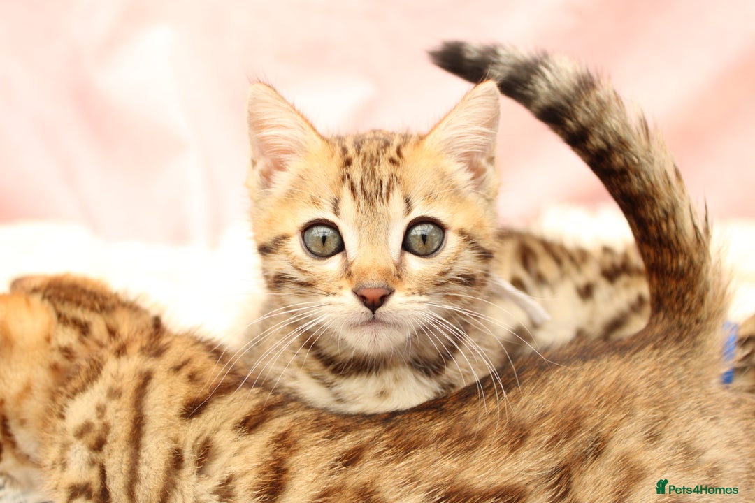 Bengal cats for sale: 🔥Stunning Bengal Kittens Available🔥 - Image 23