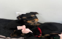 Yorkshire Terrier dogs for sale: Yorkshire Terrier Puppy 5 - 6 beautiful Yorkshire terriers  - Image 22