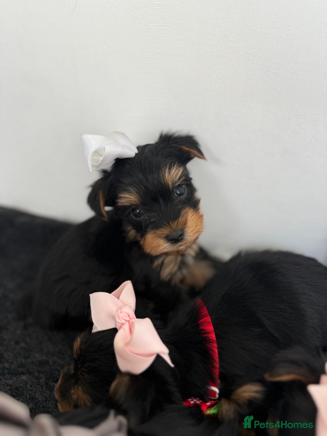 Yorkshire Terrier dogs for sale: Yorkshire Terrier Puppy 5 - 6 beautiful Yorkshire terriers  - Image 22