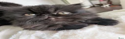 Exotic cats for sale: Beautiful exotic kittens - Advert 5
