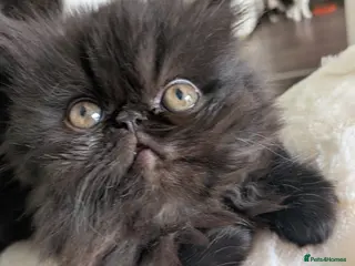 Exotic cats Beautiful exotic kittens - ready now - Advert 2