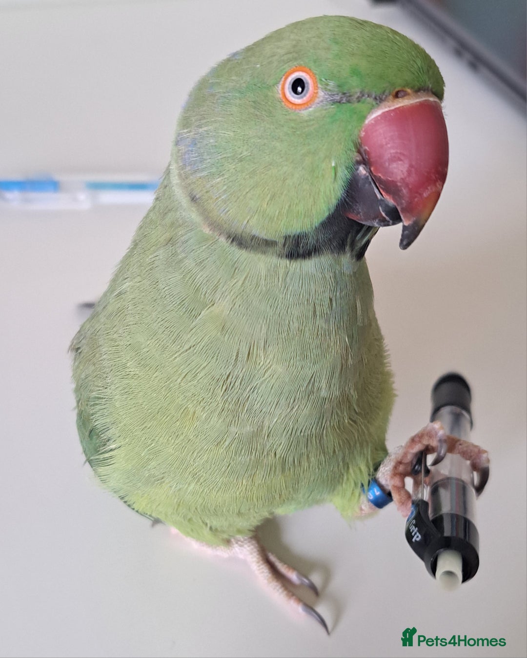 Ringnecks birds for sale: 2 year old male Indian Ringneck parrot - Advert 5