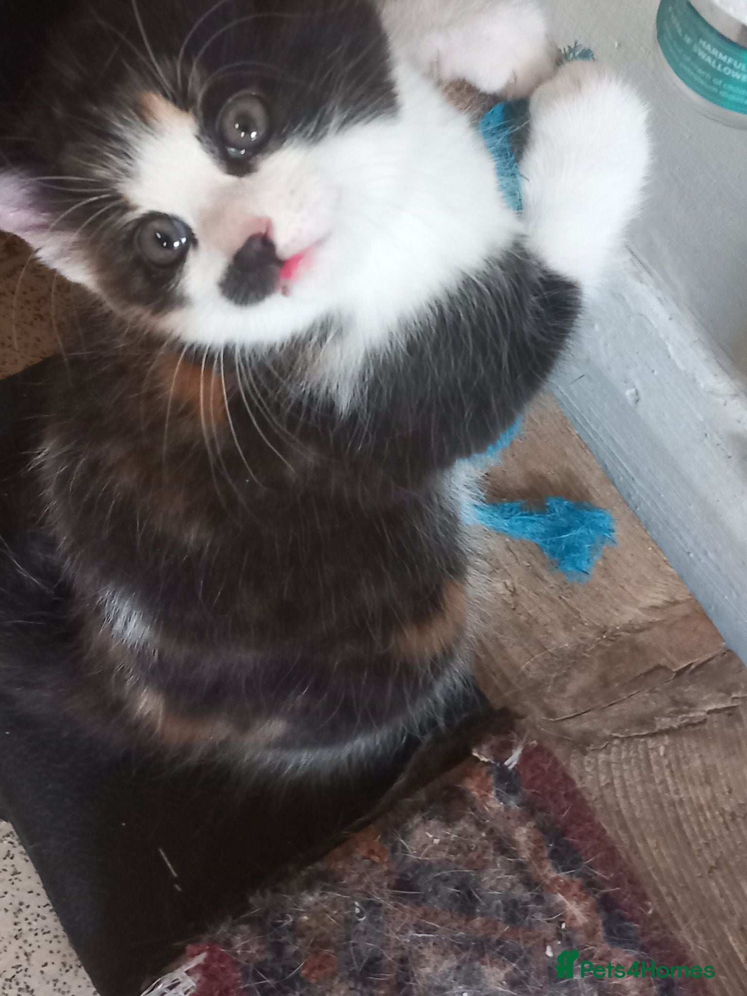 British Shorthair cats A very beautiful Calico girl for sale - Advert 1