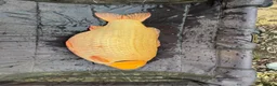 Koi Carp fish for sale: Big koi for sale  in Liverpool - Advert 6