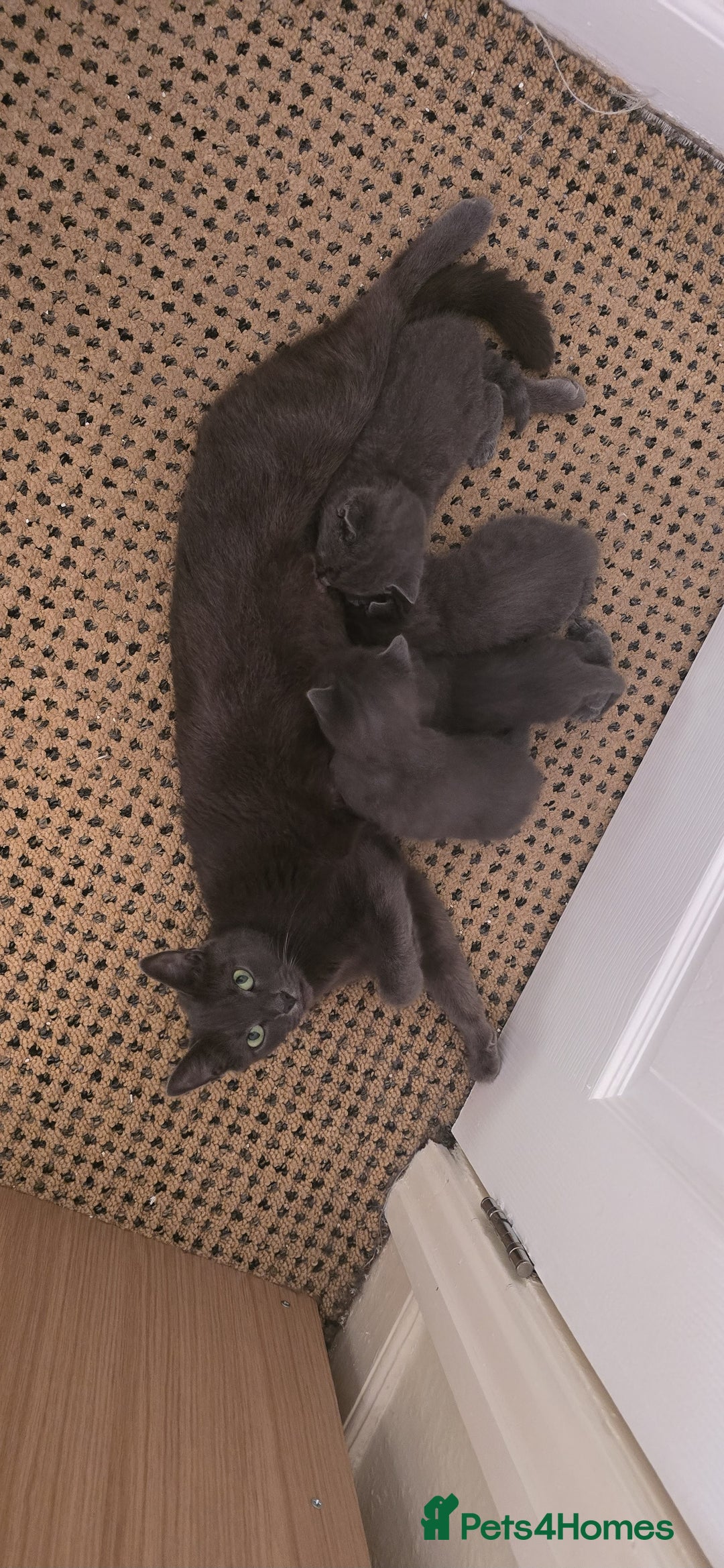 Russian Blue cats for sale: Gorgeous Russian Blue kittens - Image 2