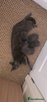 Russian Blue cats - Advert 2