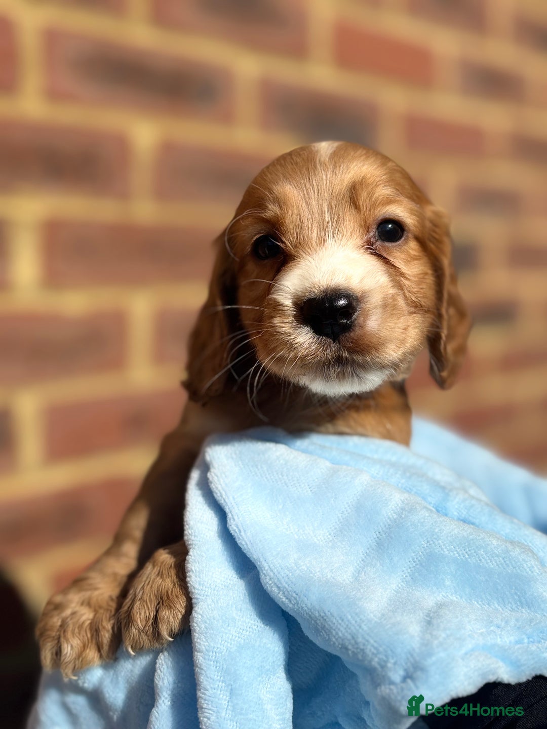 Cocker Spaniel dogs for sale: 🩷Rosie’s Stunning Puppies 🩷 - Image 9