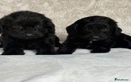 Cockapoo dogs for sale: 😍😍 F1 cockapoo puppies 😍😍 - Image 11