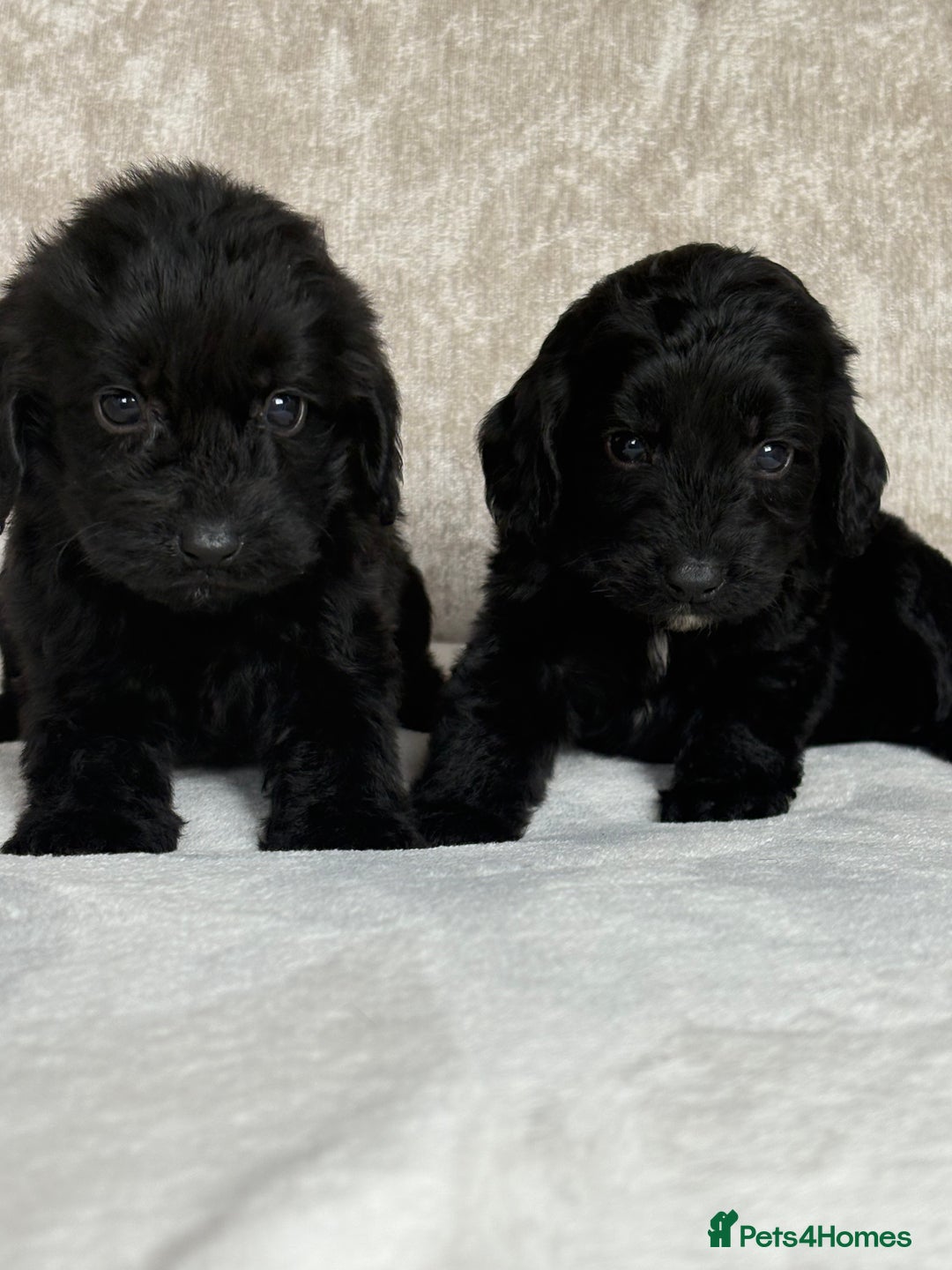 Cockapoo dogs for sale: 😍😍 F1 cockapoo puppies 😍😍 - Image 11
