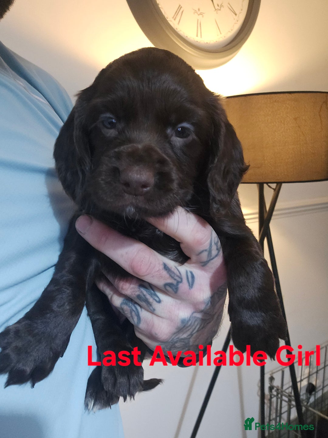 Cocker Spaniel dogs for sale: Cocker spaniel Puppies Males and females - Advert 2