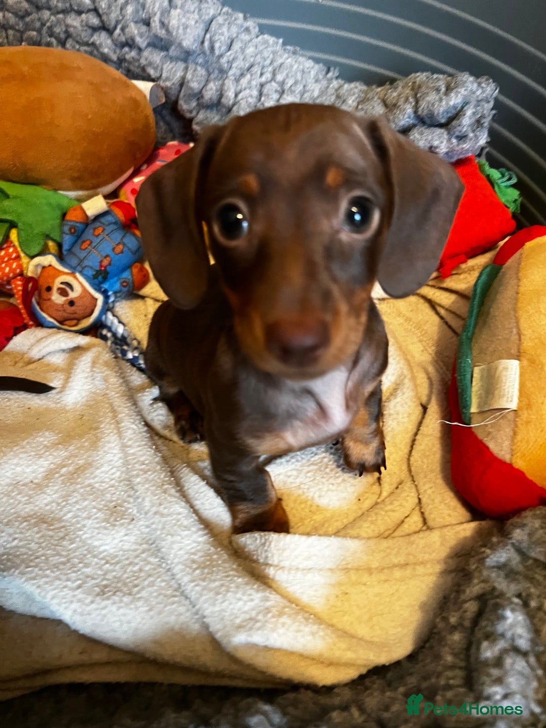 Miniature Dachshund dogs for sale: 1 girl & 3 boys ready Now Mini Dachshunds  - Image 5