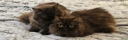 British Longhair cats for sale: 2 gorgeous chocolate British longhair girls - Advert 2