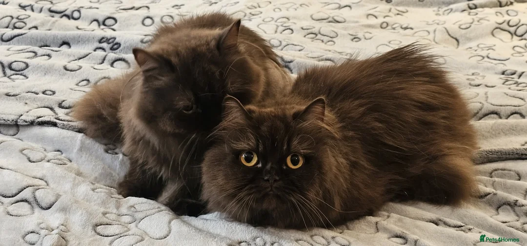 British Longhair cats for sale: 2 gorgeous chocolate British longhair girls - Advert 2