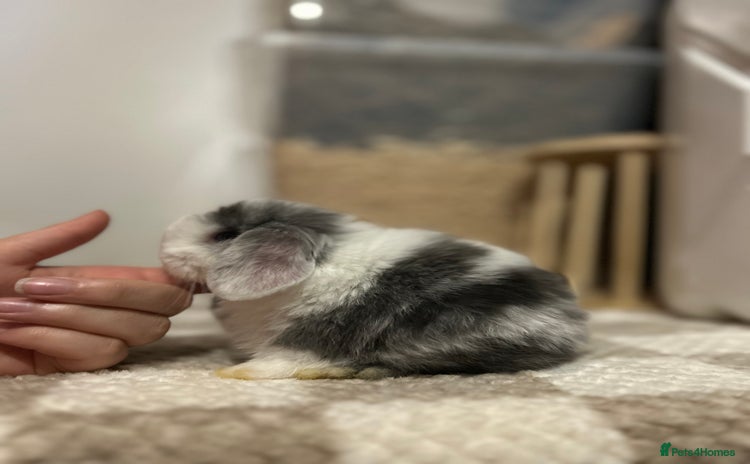 Mini Lop rabbits - Advert 13