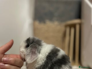 Mini Lop rabbits - Advert 8