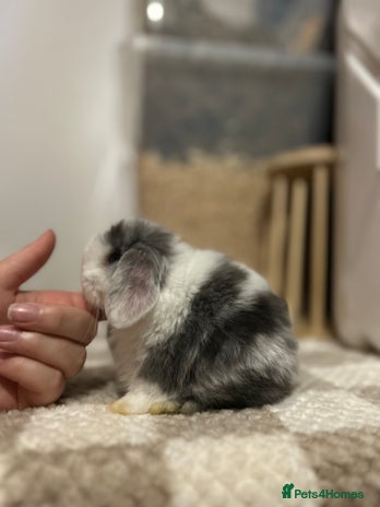 Mini Lop rabbits - Advert 13