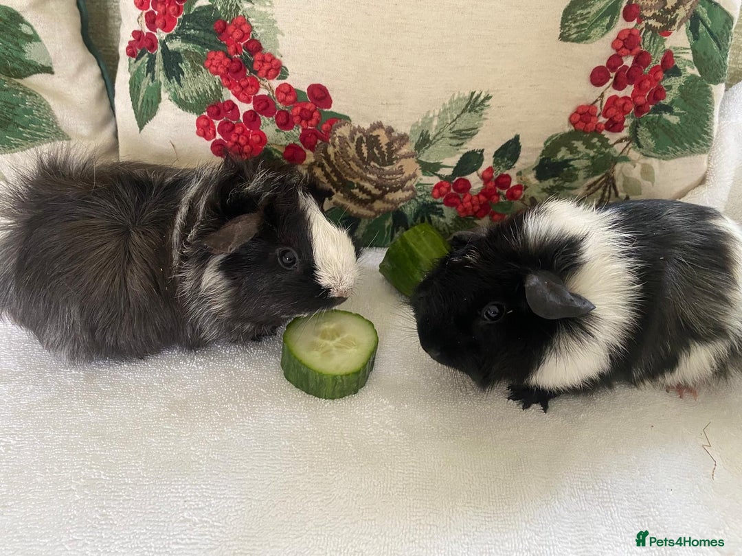 Guinea Pig rodents for sale: RESERVED 2x beautiful baby guinea GIRLS - Advert 3