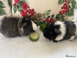 Guinea Pig rodents 2x beautiful baby guinea pigs GIRLS available - Advert 1