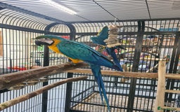 Macaws birds for sale: Hand Reared Blue & Gold Macaws available now - Image 2