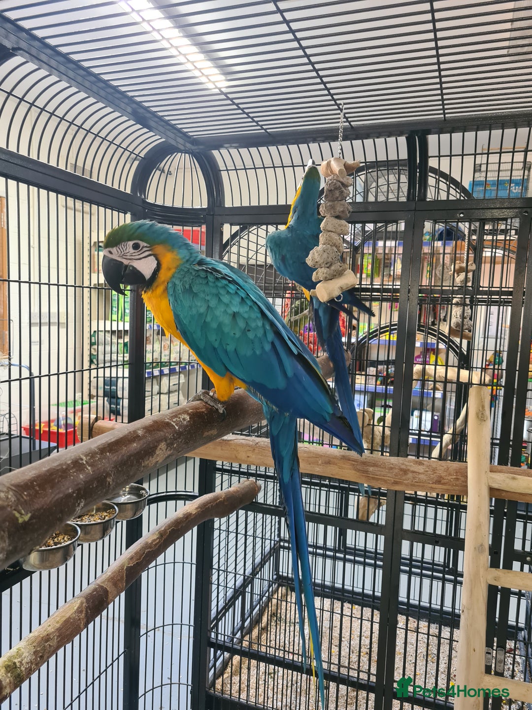 Macaws birds for sale: Hand Reared Blue & Gold Macaws available now - Image 2
