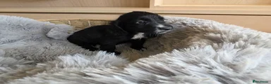 Black Male